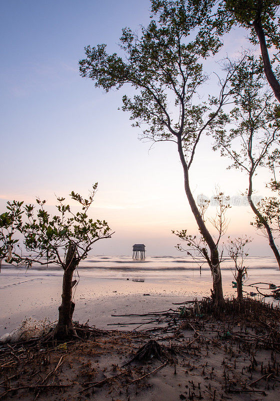 天江省Tan Thanh海滩，黎明时分的一排软木树